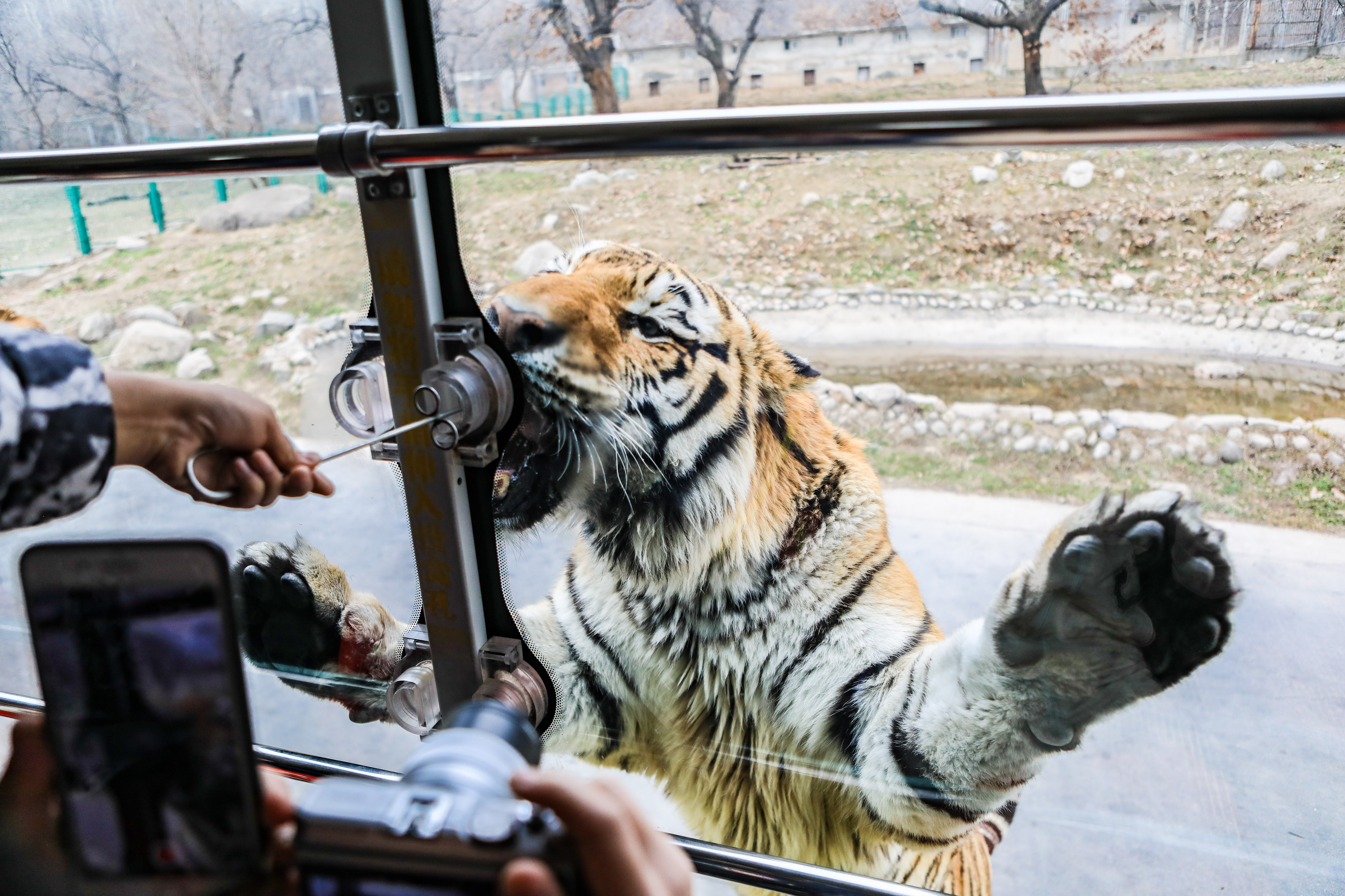 这是西北首个野生动物园，实测喂老虎是一种怎样感受！刺激