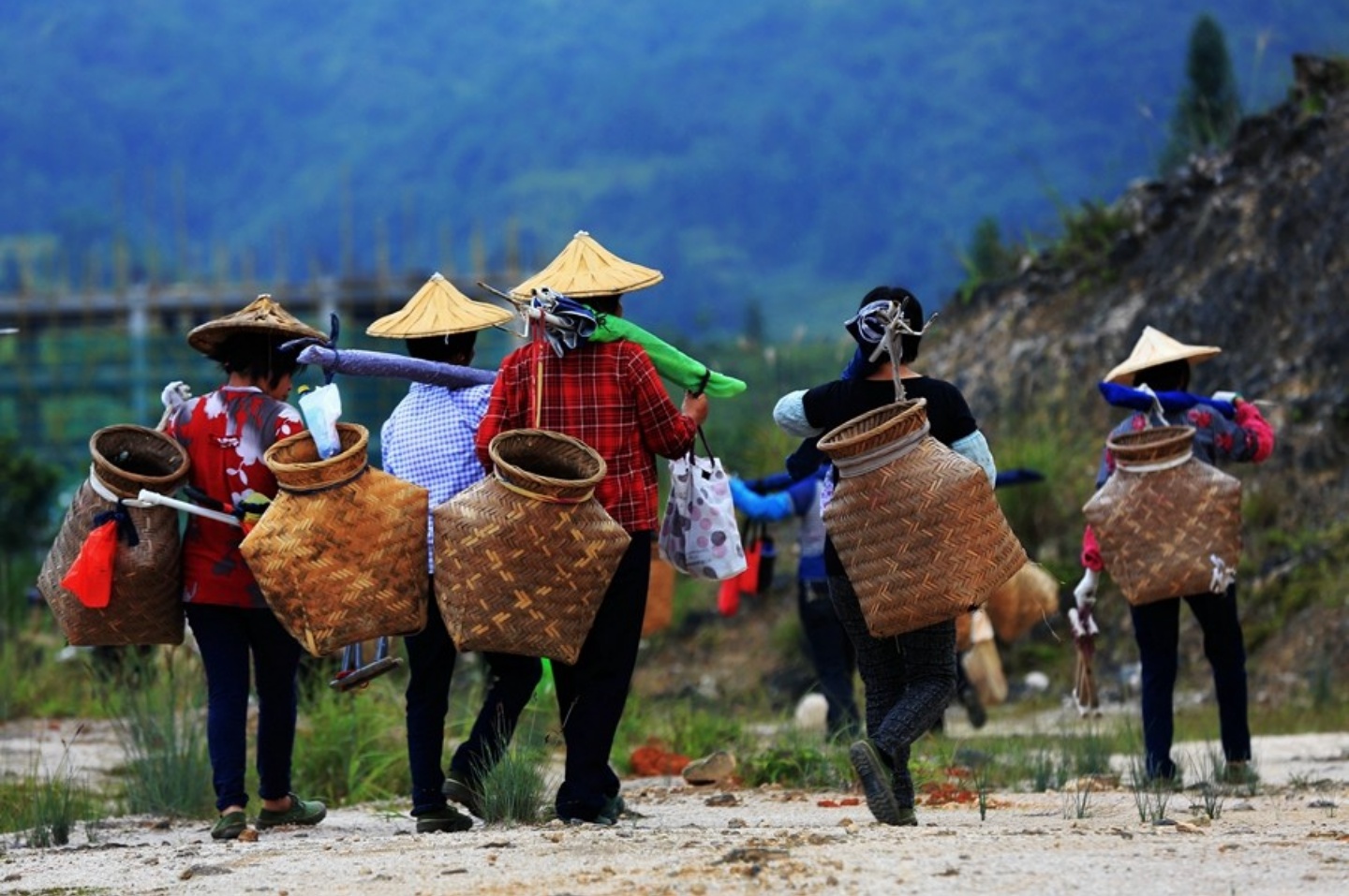 无与伦比的兰花香，低迷的铁观音，茶叶王国里铁观音的兴衰成败