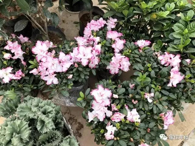 小编整理！丰台四大花市逛买攻略！春节就要这喜庆劲儿