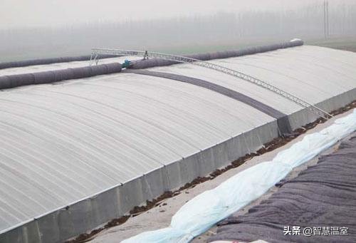 盘点温室大棚的优缺点,看看哪个类型适合你