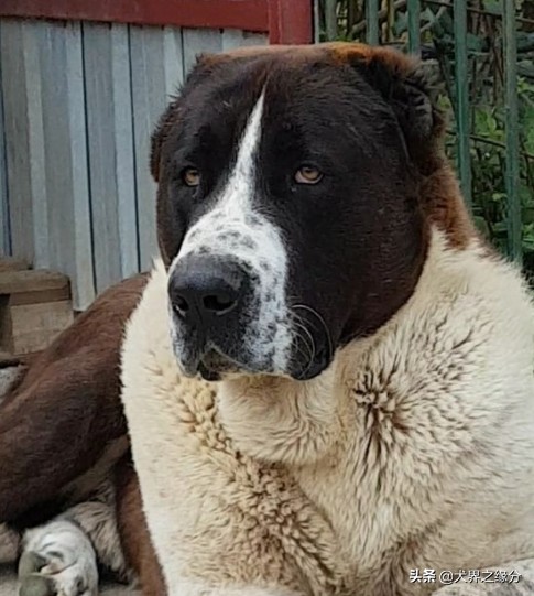 世界十大顶级斗犬排名,最厉害的斗犬排名第一