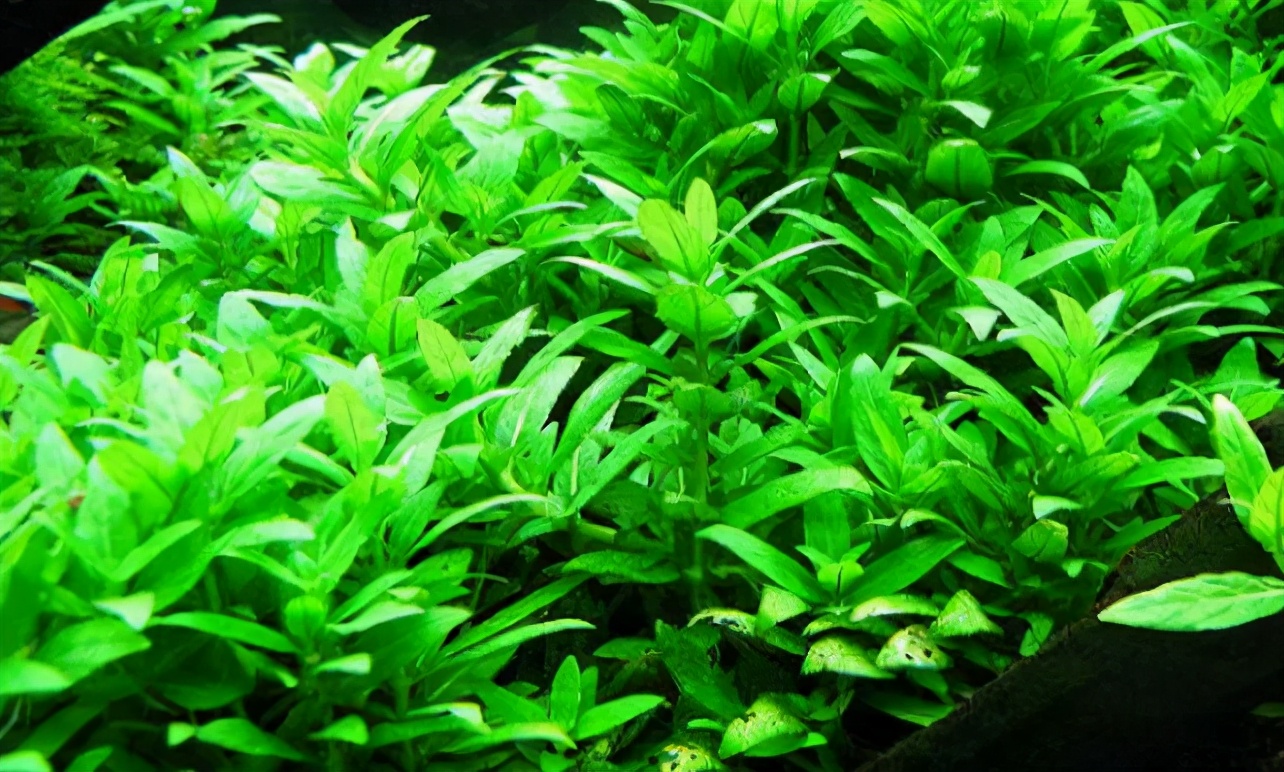 石上的迷你矮+血红宫廷,美的让人心醉