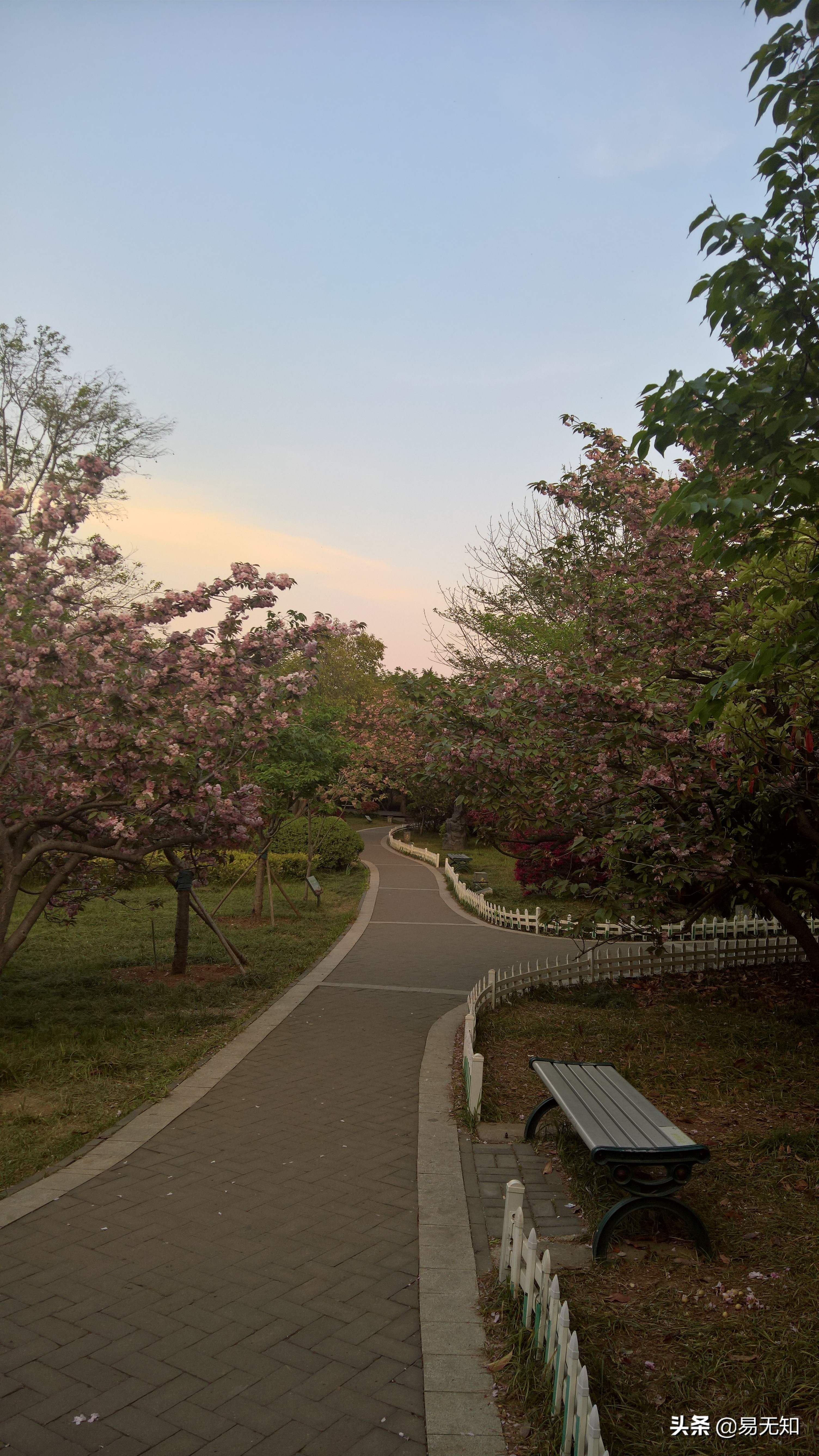 徐州彭祖园樱花美景,亲近自然之美彭祖园赏花正当时