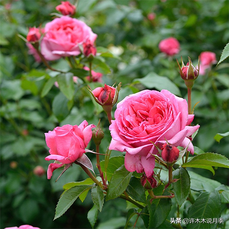 新手月季种植手册,牢记这6点,不死苗、开花多。新手收藏备用