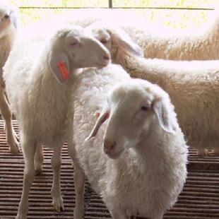让羊妈妈多生公羊仔，告诉你几个关于羊妈妈的小秘密。