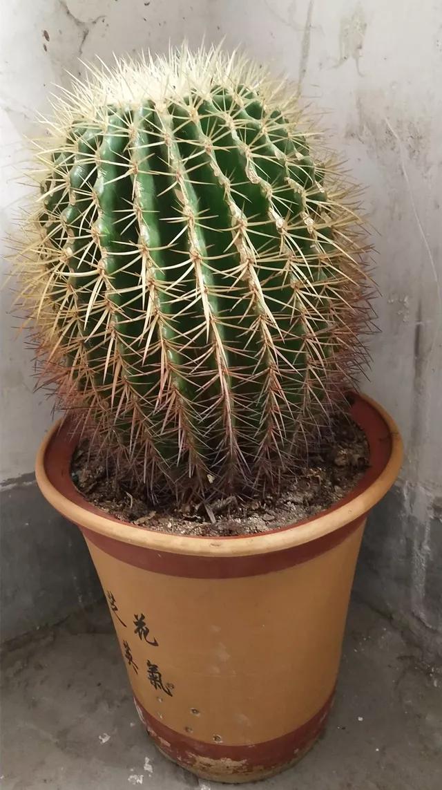 什么花放在家里最好看最实用,放家里风水好又好养的花有哪些