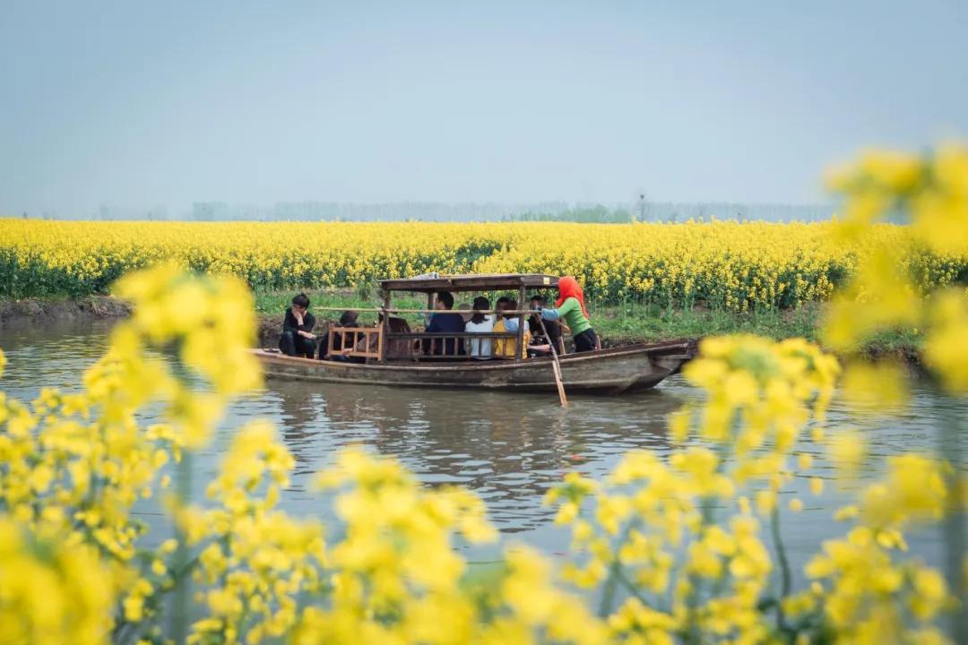 油菜花风景点,罗平县小油菜花