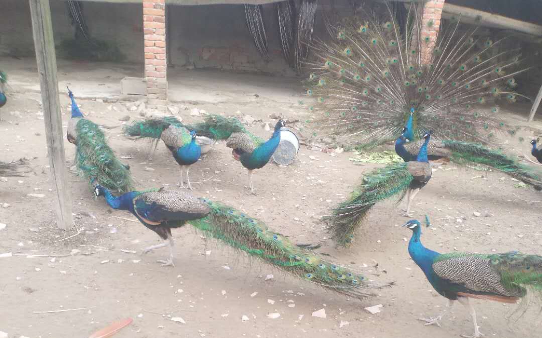 瀛旈泙澶х帇,瀛旈泙鍏绘畺澶х帇