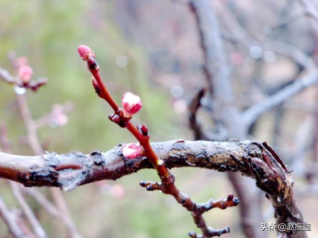 诗句春雨惊春,春日诗一首