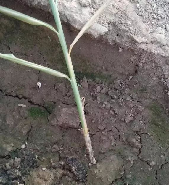 高温天气可以给姜苗覆土吗,高温暴晒天气预警