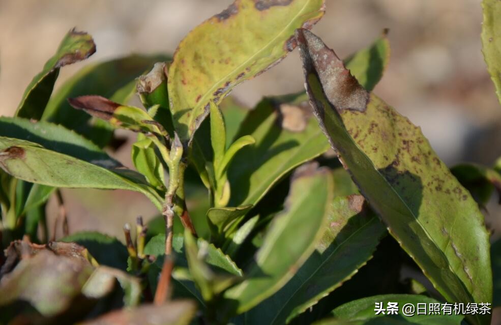 2021年日照绿茶春茶现状解读！这是高纬度茶的必然