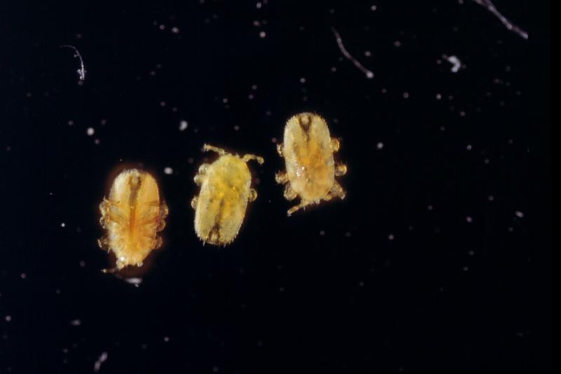 中蜂养殖中各种虫子,中蜂有螨虫怎么办