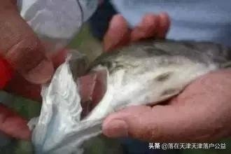 开海了怎么选海鲜,开海了囤点什么海鲜合适