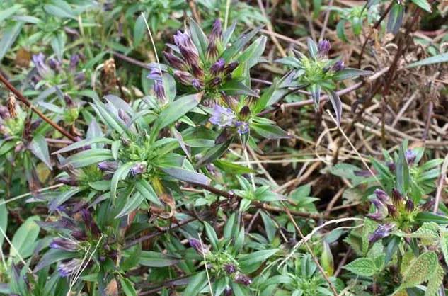 养鸡小窍门：养鸡不生病的中草药就在你的身边，你值得拥有。
