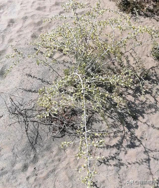 后海不是海解说,乌海号称乌金之海