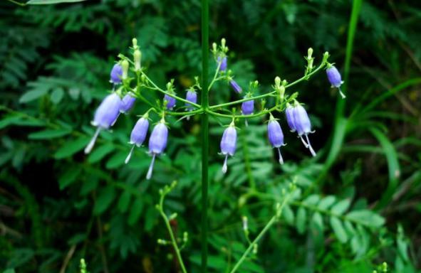 沙参开花了,沙参开花白色