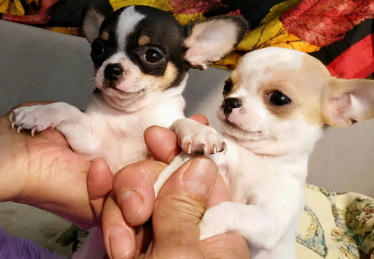 “忽悠”我买吉娃娃的人，你们把我害苦了