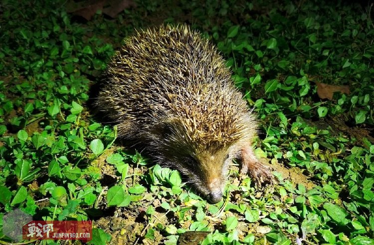没有硝烟的消杀战疫,FenixLD32UVC手电