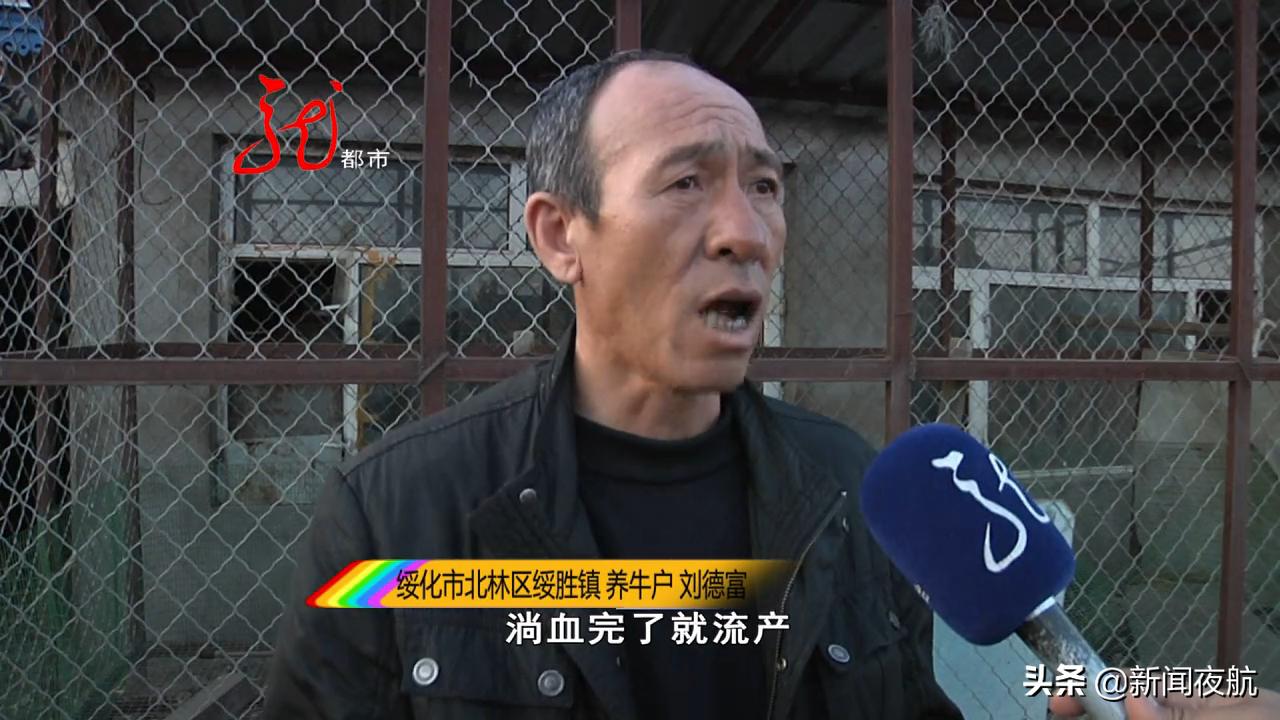 现在怀孕母牛还能养吗,养牛母牛流产胎衣不下怎么办