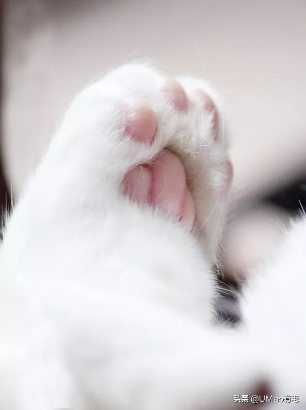 这套喵肉球vs口红色号匹配大全送你了!拿走不谢!