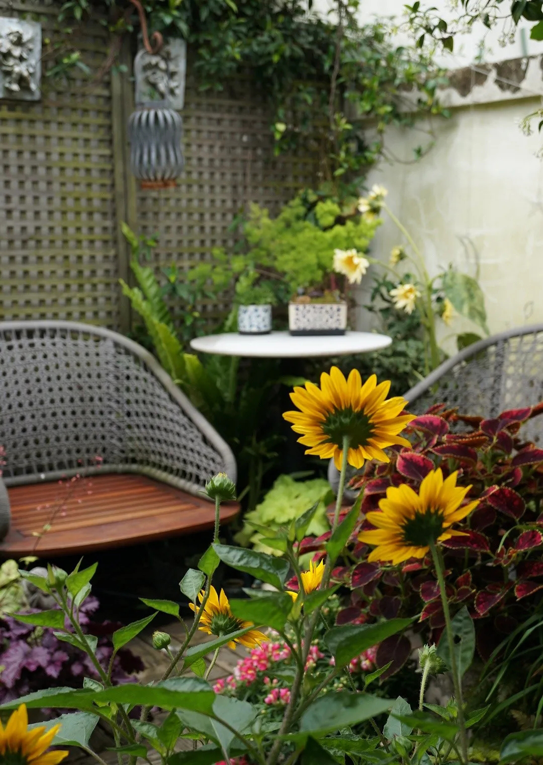 花里小黑飞根除绝招,治花土里小黑飞最好的方法