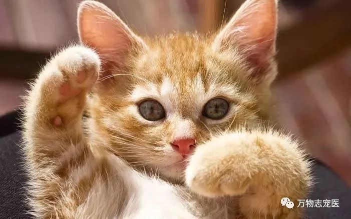 驱虫药跟驱虫针有什么区别,驱虫药内服和外用的区别