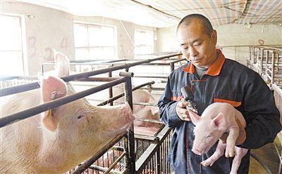 简单的农村养猪自配饲料,农村养猪简单称猪法
