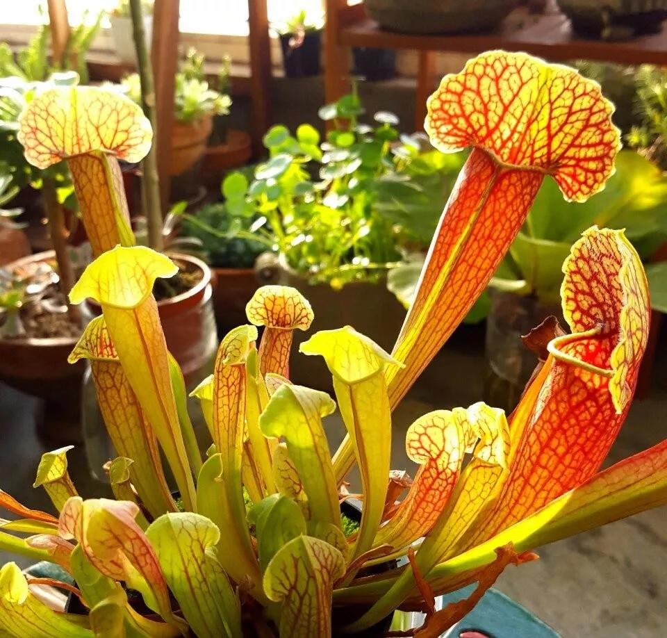 养哪一种吃虫子的花最合适,这4种花真省心养在家里不招虫