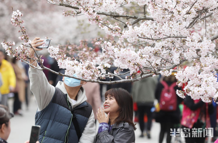 半岛叨叨丨满园尽带“浪漫粉”！樱花节开幕，打造城市IP！看青岛如何撬动美丽经济