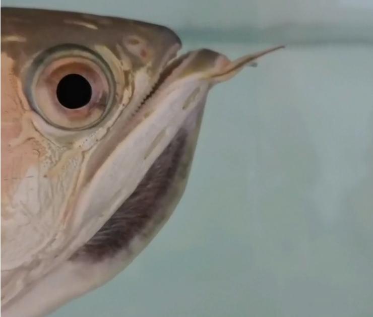 重磅|国内缸内金龙鱼繁殖重大突破，附65天跟踪记录