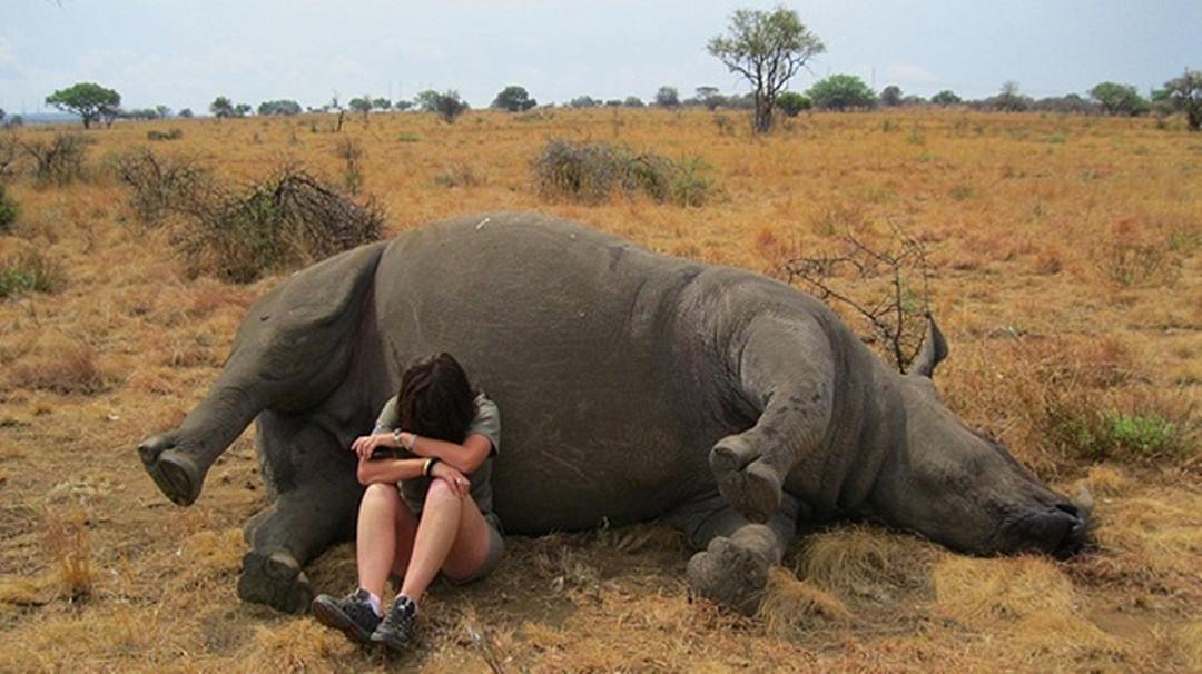 犀牛角为什么要提前锯掉,为什么要把犀牛角割下来