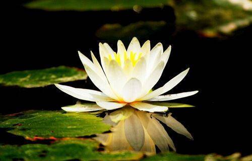 小盆养睡莲需要注意什么,养睡莲需要晒太阳