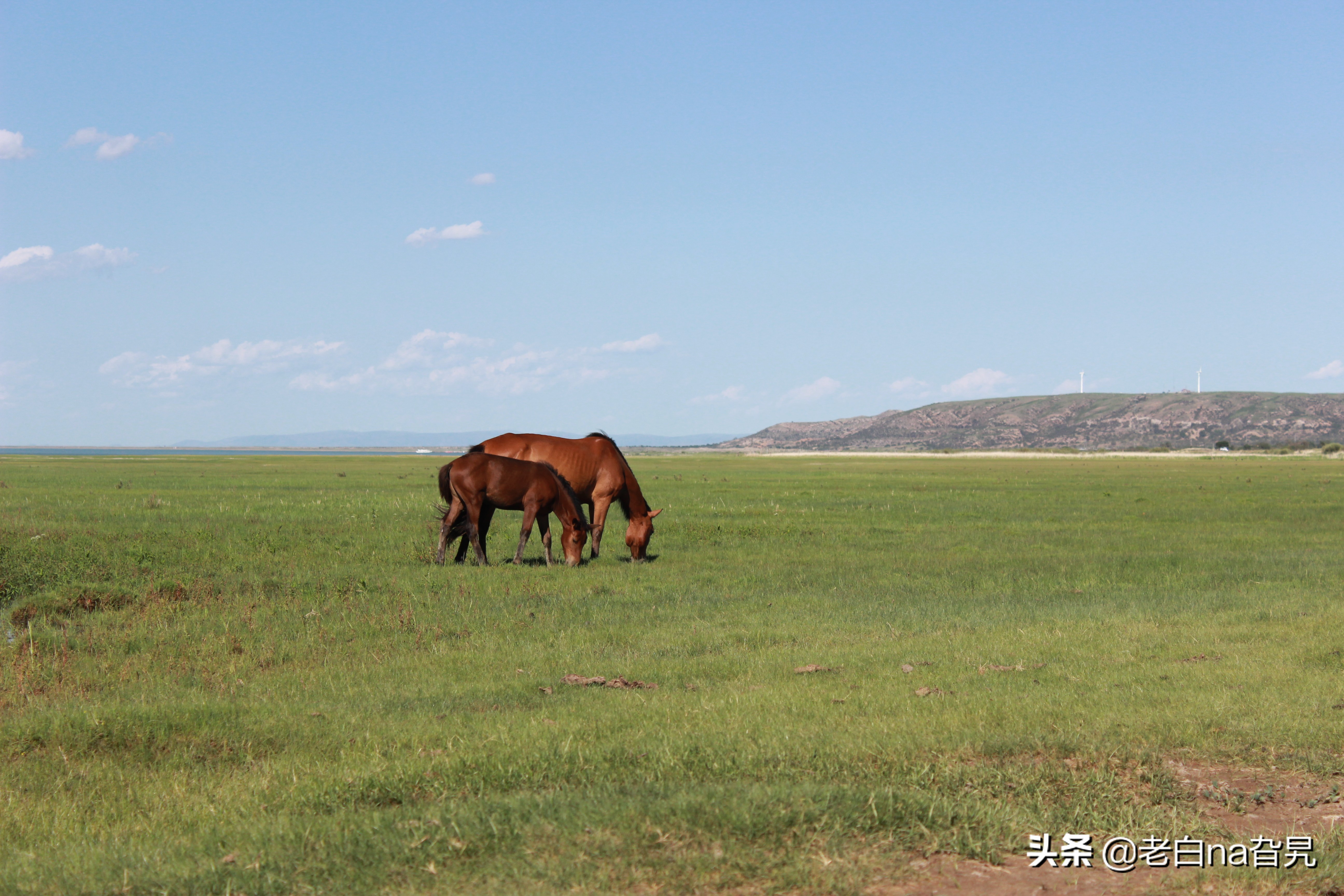 达里诺尔湖早上的风景,达里诺尔湖四大名湖