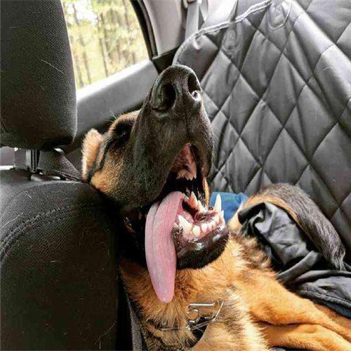 狗狗中暑了怎么办最快解决方法,狗狗中暑了是啥样子