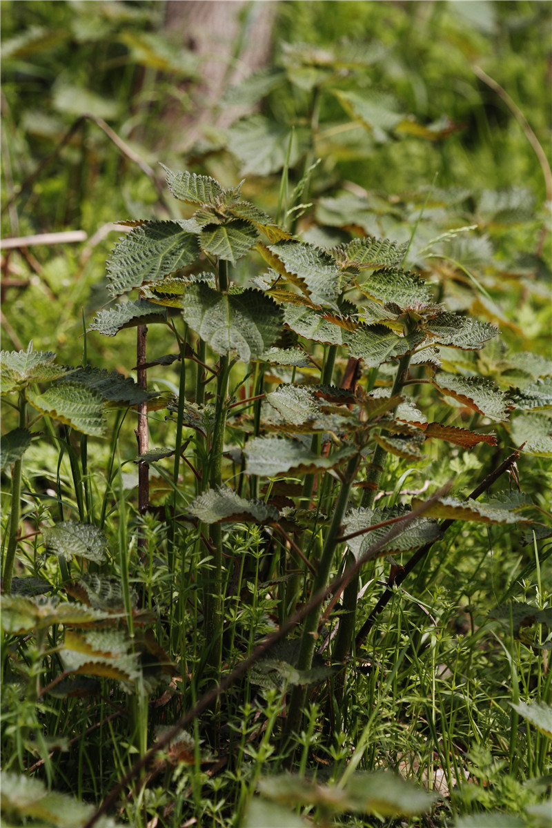 春节好饭,春节乡下美食攻略