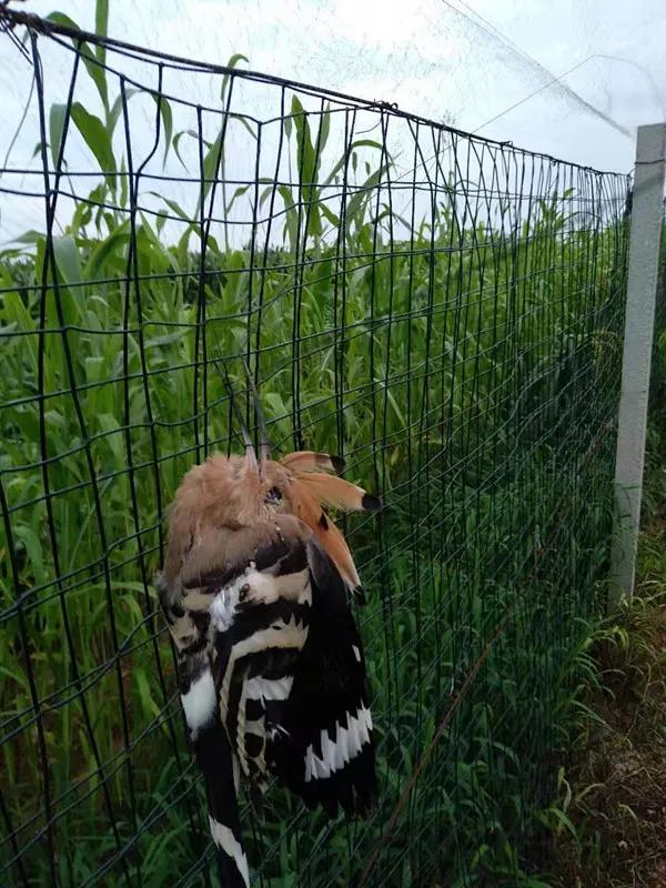 致敬大连社区志愿者,大连护鸟志愿者图片