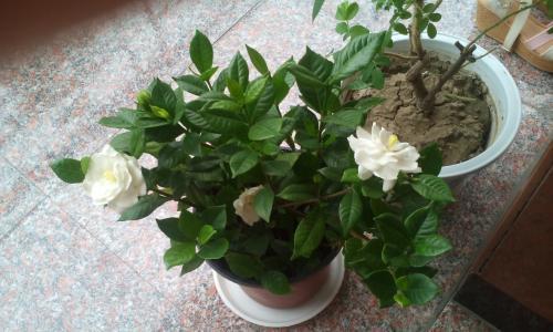 栀子花浇酸水后蔫了怎么办,家里栀子花叶子发黄是什么原因