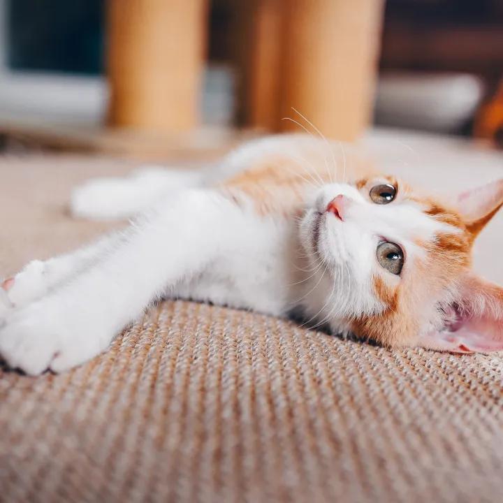 找领养新成员|你好呀，铲屎官