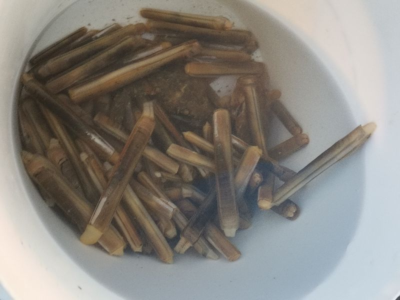 赶海挖蛏子找蛏子眼,想赶海捡贝壳海螺