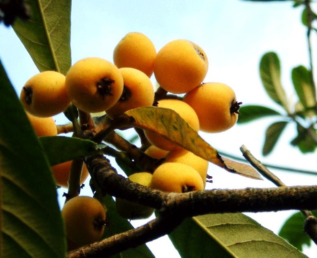 养胃水果第一名吃柚子对胃好吗,养胃水果有3种想胃好要多吃