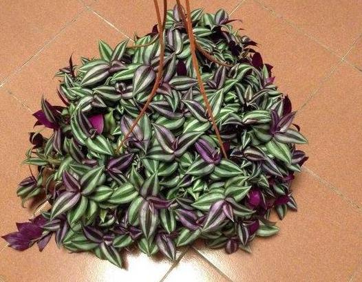 马蹄莲和睡莲一样吗,花卉绿植盆栽马蹄莲怎么养