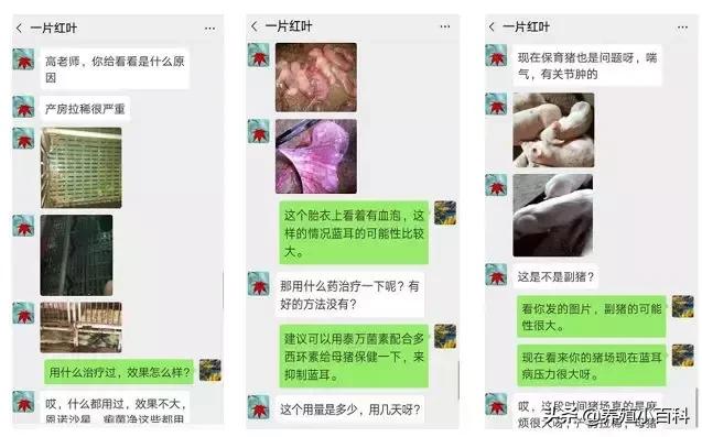 仔猪吃奶拉稀母猪怎么治疗,母猪流行性腹泻生的小猪怎么办