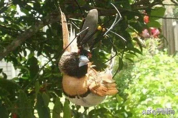 15张照片证明蜘蛛才是地球上最恐怖的生物