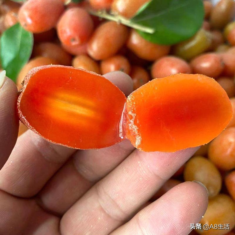 种羊奶果的前景,羊奶果种植基地在哪