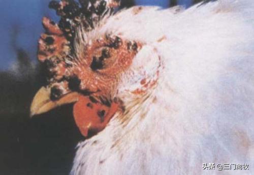 鸡眼肿流泪睁不开眼能好吗,鸡眼睛肿胀睁不开用什么药