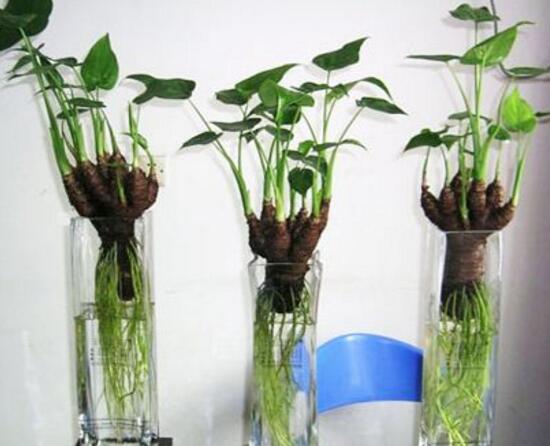 马蹄莲是土培还是水培,马蹄莲水培还是土培好养