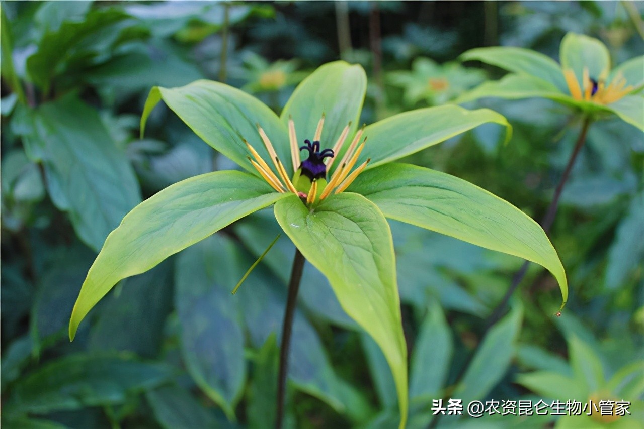 重楼黄叶病怎么治疗,重楼苗黄叶是什么原因