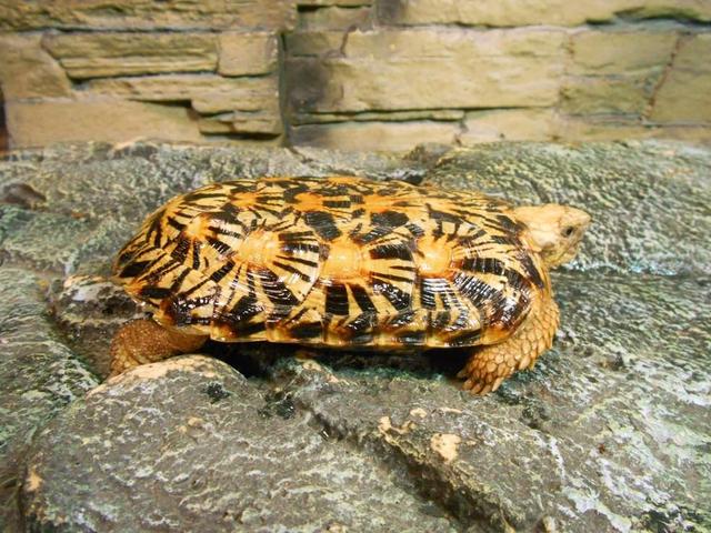 高背陆龟乌龟,饼干陆龟幼龟