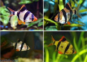 鱼百科动画,鱼百科大全图片