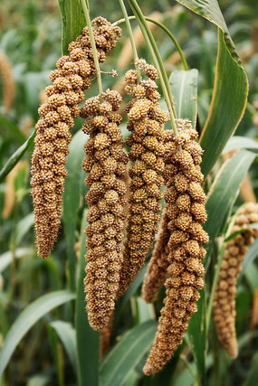 面对糟蹋粮食该怎么办,面对不劳而获的人我们应该怎么办